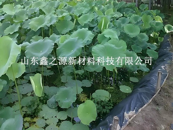 鋪設(shè)魚(yú)蝦養(yǎng)殖防滲膜，對(duì)養(yǎng)殖效率有這些關(guān)鍵影響